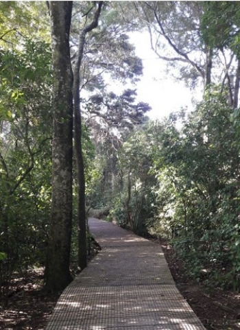 Awahuri Forest Kitchener Park
